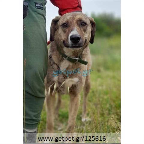 Δίνεται για υιοθεσία - χαρίζεται ημίαιμη σκυλίτσα