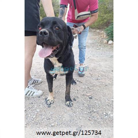 Δίνεται για υιοθεσία - χαρίζεται ημίαιμος σκυλάκος Bull Mastiff - Μπουλ Μαστίφ 