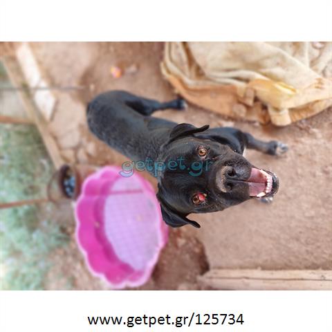 Δίνεται για υιοθεσία - χαρίζεται ημίαιμος σκυλάκος Bull Mastiff - Μπουλ Μαστίφ 