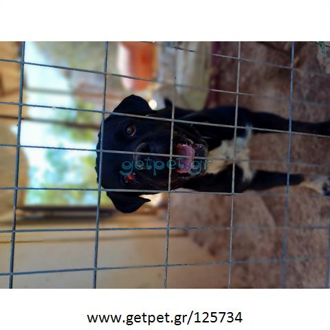 Δίνεται για υιοθεσία - χαρίζεται ημίαιμος σκυλάκος Bull Mastiff - Μπουλ Μαστίφ 