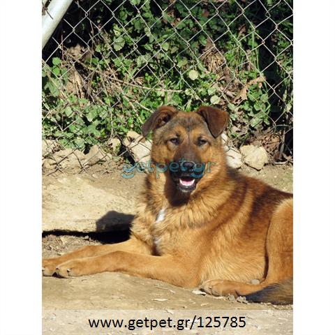 Δίνεται για υιοθεσία - χαρίζεται ημίαιμος σκυλάκος German Shepherd - Γερμανικός Ποιμενικός - Λυκόσκυλο