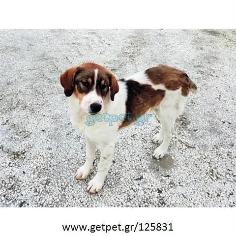 Δίνεται για υιοθεσία - χαρίζεται ημίαιμος σκυλάκος Greek Sheepdog - Ελληνικός Ποιμενικός