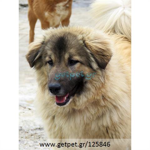 Δίνεται για υιοθεσία - χαρίζεται ημίαιμη σκυλίτσα