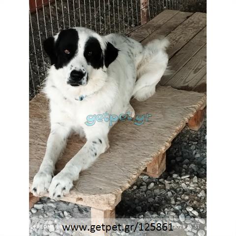 Δίνεται για υιοθεσία - χαρίζεται σκυλίτσα Greek Sheepdog - Ελληνικός Ποιμενικός