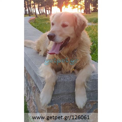 Δίνεται για υιοθεσία - χαρίζεται ημίαιμος σκυλάκος Golden Retriever - Γκόλντεν Ριτρίβερ