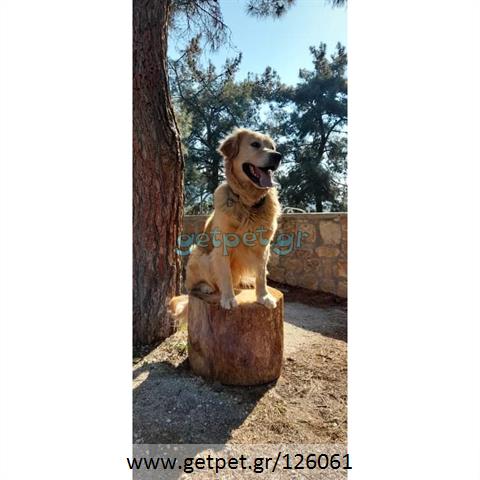 Δίνεται για υιοθεσία - χαρίζεται ημίαιμος σκυλάκος Golden Retriever - Γκόλντεν Ριτρίβερ