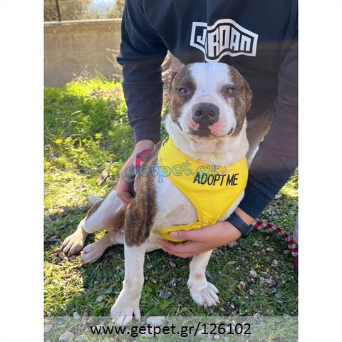 Δίνεται για υιοθεσία - χαρίζεται σκυλίτσα Pit Bull - Πίτ Μπουλ Τερριέ