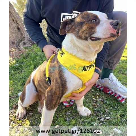 Δίνεται για υιοθεσία - χαρίζεται σκυλίτσα Pit Bull - Πίτ Μπουλ Τερριέ