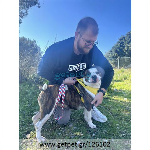 Δίνεται για υιοθεσία - χαρίζεται σκυλίτσα Pit Bull - Πίτ Μπουλ Τερριέ