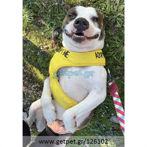 Δίνεται για υιοθεσία - χαρίζεται σκυλίτσα Pit Bull - Πίτ Μπουλ Τερριέ