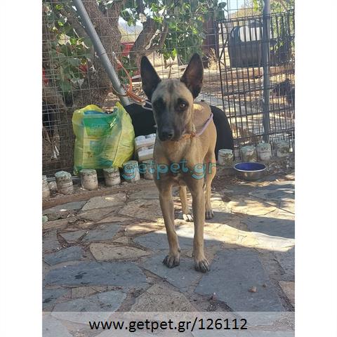Δίνεται για υιοθεσία - χαρίζεται σκυλίτσα Malinois - Μαλινουά