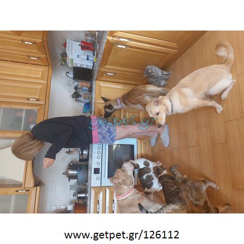 Δίνεται για υιοθεσία - χαρίζεται σκυλίτσα Malinois - Μαλινουά