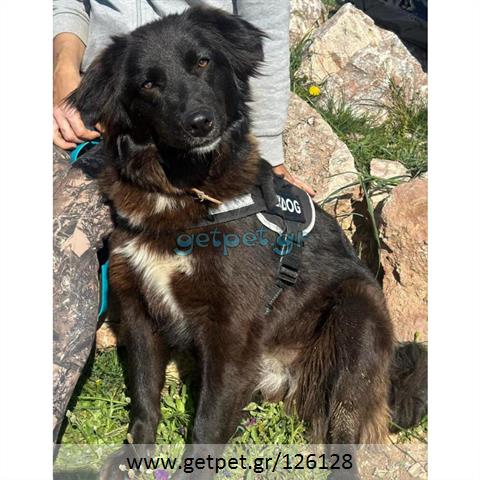 Δίνεται για υιοθεσία - χαρίζεται ημίαιμη σκυλίτσα