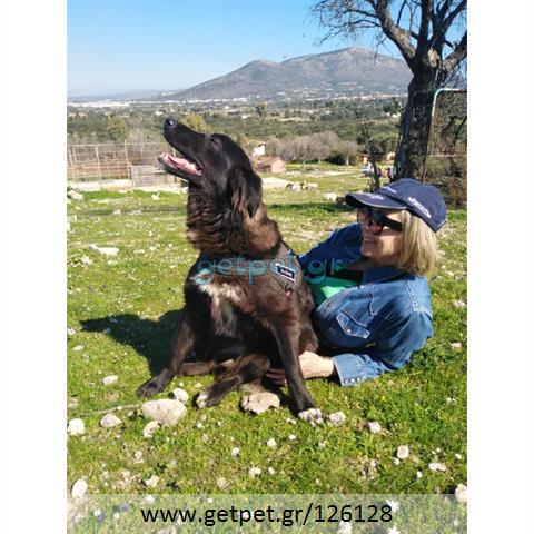 Δίνεται για υιοθεσία - χαρίζεται ημίαιμη σκυλίτσα