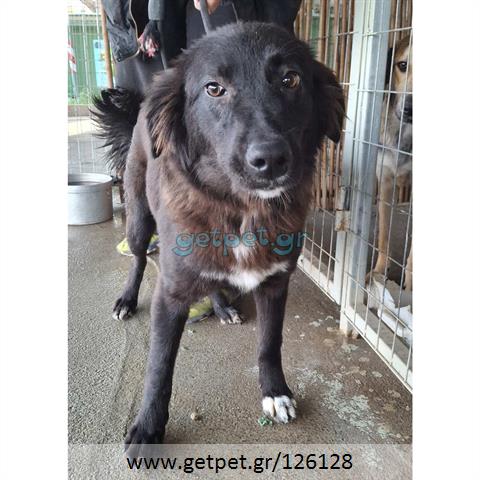 Δίνεται για υιοθεσία - χαρίζεται ημίαιμη σκυλίτσα