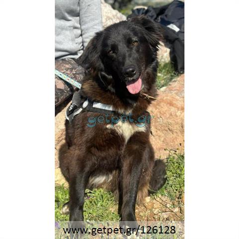 Δίνεται για υιοθεσία - χαρίζεται ημίαιμη σκυλίτσα