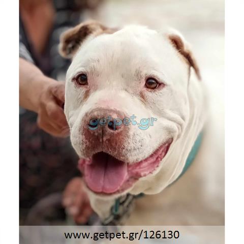 Δίνεται για υιοθεσία - χαρίζεται σκυλάκος Pit Bull - Πίτ Μπουλ Τερριέ