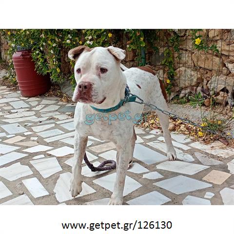 Δίνεται για υιοθεσία - χαρίζεται σκυλάκος Pit Bull - Πίτ Μπουλ Τερριέ