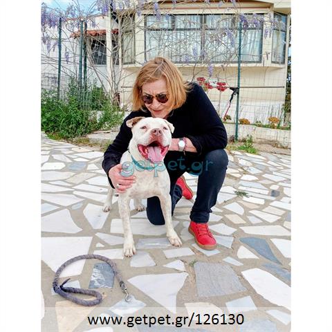 Δίνεται για υιοθεσία - χαρίζεται σκυλάκος Pit Bull - Πίτ Μπουλ Τερριέ