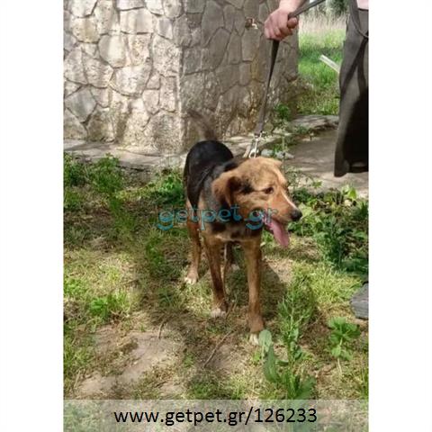 Δίνεται για υιοθεσία - χαρίζεται ημίαιμος σκυλάκος