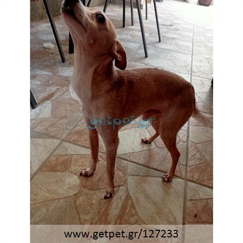 Δίνεται για υιοθεσία - χαρίζεται ημίαιμος σκυλάκος Pinscher - Πίνσερ