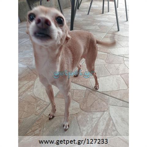 Δίνεται για υιοθεσία - χαρίζεται ημίαιμος σκυλάκος Pinscher - Πίνσερ