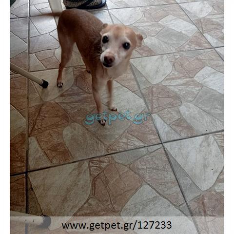 Δίνεται για υιοθεσία - χαρίζεται ημίαιμος σκυλάκος Pinscher - Πίνσερ