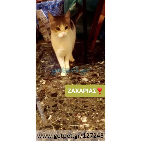 Δίνεται για υιοθεσία - χαρίζεται ημίαιμος γάτος Aegean Cat - Γάτα Αιγαίου