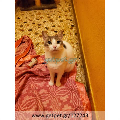 Δίνεται για υιοθεσία - χαρίζεται ημίαιμος γάτος Aegean Cat - Γάτα Αιγαίου