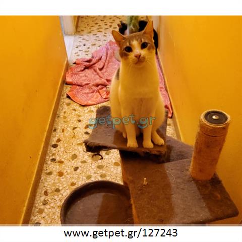 Δίνεται για υιοθεσία - χαρίζεται ημίαιμος γάτος Aegean Cat - Γάτα Αιγαίου