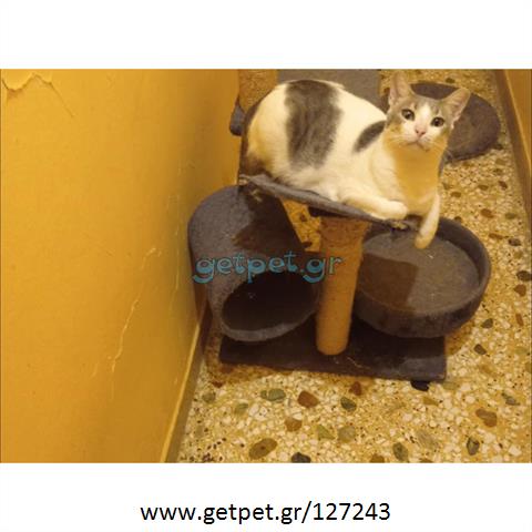Δίνεται για υιοθεσία - χαρίζεται ημίαιμος γάτος Aegean Cat - Γάτα Αιγαίου