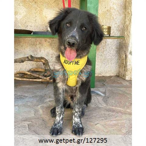 Δίνεται για υιοθεσία - χαρίζεται ημίαιμος σκυλάκος