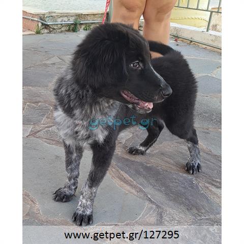 Δίνεται για υιοθεσία - χαρίζεται ημίαιμος σκυλάκος