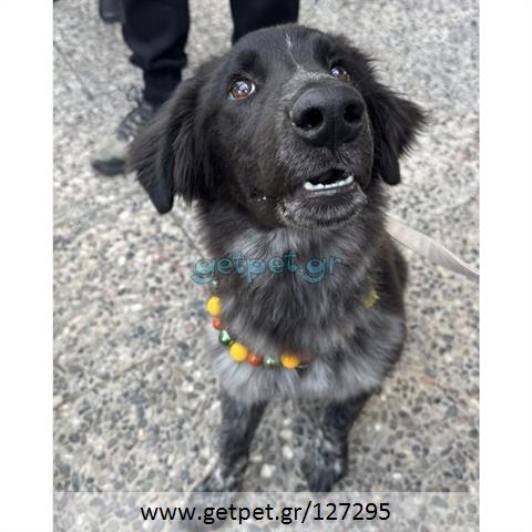 Δίνεται για υιοθεσία - χαρίζεται ημίαιμος σκυλάκος