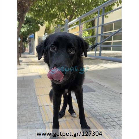 Δίνεται για υιοθεσία - χαρίζεται ημίαιμος σκυλάκος