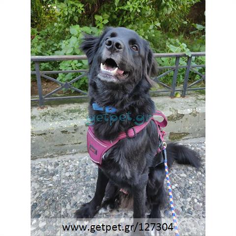 Δίνεται για υιοθεσία - χαρίζεται ημίαιμος σκυλάκος