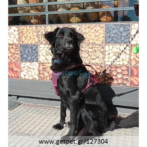 Δίνεται για υιοθεσία - χαρίζεται ημίαιμος σκυλάκος