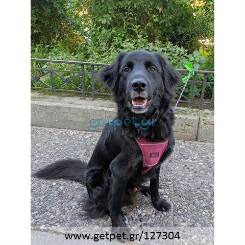 Δίνεται για υιοθεσία - χαρίζεται ημίαιμος σκυλάκος