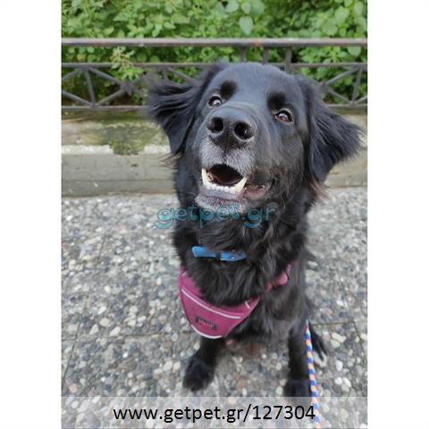 Δίνεται για υιοθεσία - χαρίζεται ημίαιμος σκυλάκος