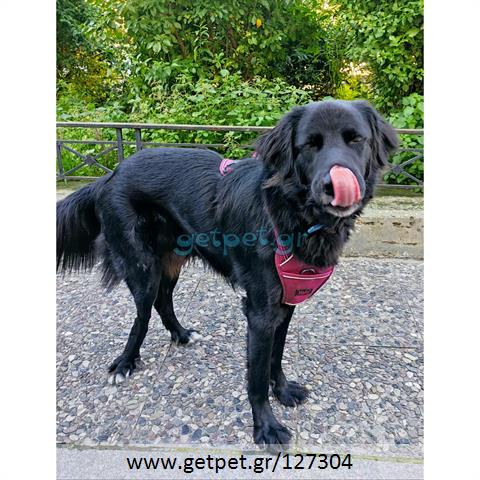 Δίνεται για υιοθεσία - χαρίζεται ημίαιμος σκυλάκος