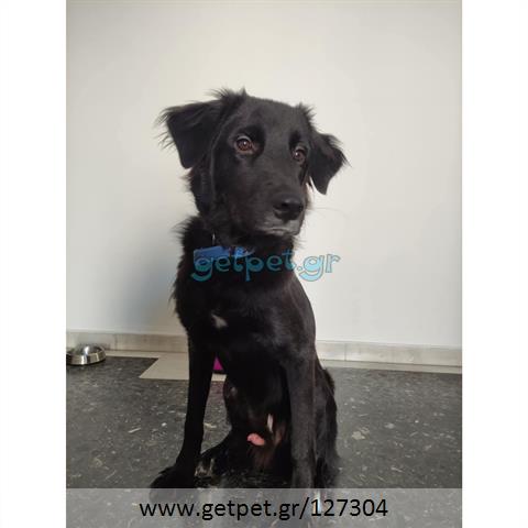 Δίνεται για υιοθεσία - χαρίζεται ημίαιμος σκυλάκος