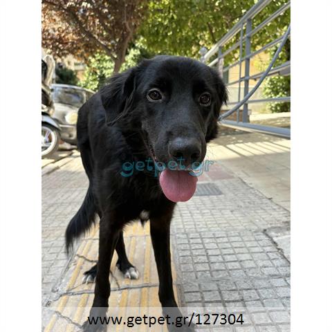 Δίνεται για υιοθεσία - χαρίζεται ημίαιμος σκυλάκος