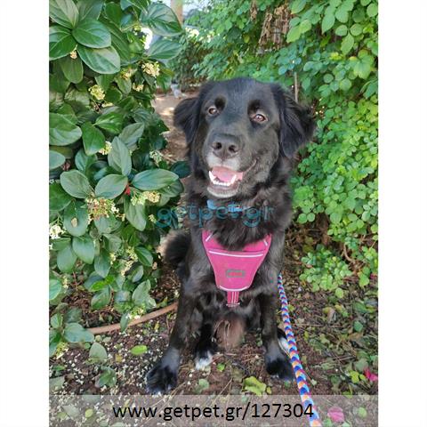 Δίνεται για υιοθεσία - χαρίζεται ημίαιμος σκυλάκος