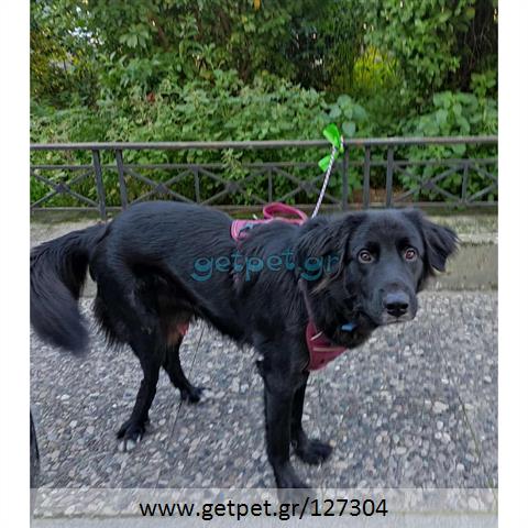 Δίνεται για υιοθεσία - χαρίζεται ημίαιμος σκυλάκος