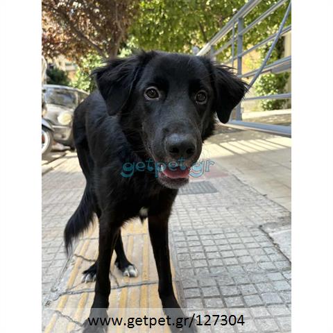 Δίνεται για υιοθεσία - χαρίζεται ημίαιμος σκυλάκος