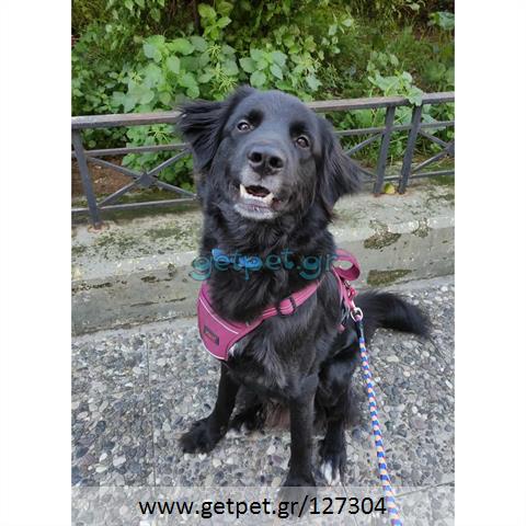 Δίνεται για υιοθεσία - χαρίζεται ημίαιμος σκυλάκος