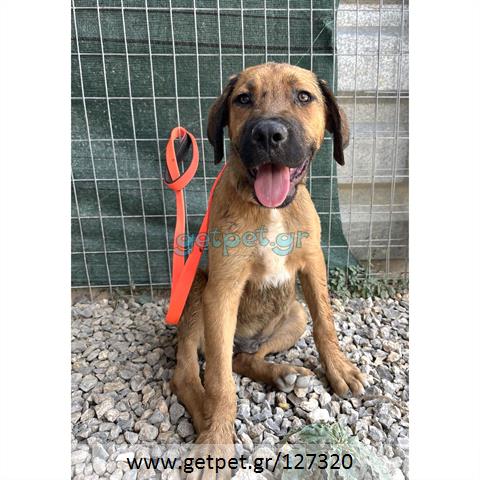Δίνεται για υιοθεσία - χαρίζεται σκυλάκος Bull Mastiff - Μπουλ Μαστίφ 