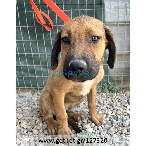 Δίνεται για υιοθεσία - χαρίζεται σκυλάκος Bull Mastiff - Μπουλ Μαστίφ 