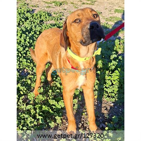 Δίνεται για υιοθεσία - χαρίζεται σκυλάκος Bull Mastiff - Μπουλ Μαστίφ 