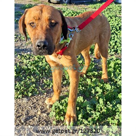 Δίνεται για υιοθεσία - χαρίζεται σκυλάκος Bull Mastiff - Μπουλ Μαστίφ 